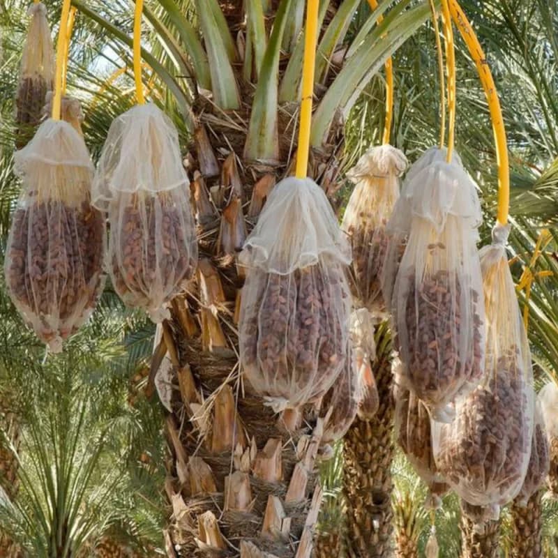 كيس نخل / تمر / بلح